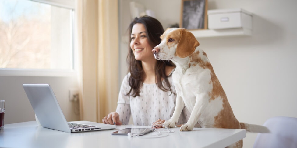 Homeoffice-Umfrage Frau mit Hunde am Laptop